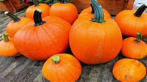 If you're into food jewelry (which many of my eater coworkers are), you should check out i'mmany london, which boasts a veritable. Garten im August | Monsterkürbis | Tom Fox ernten - YouTube