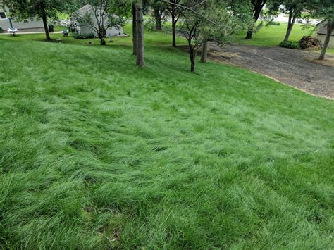 Fine Fescue Lawn Full Sun And Thatch Concerns Lawn Care Forum