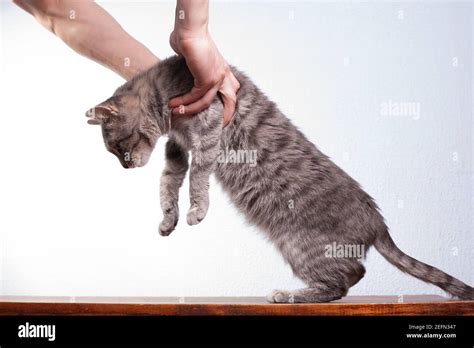 Grey Striped Shorthaired Domestic Cat Being Lifted Up From Table With