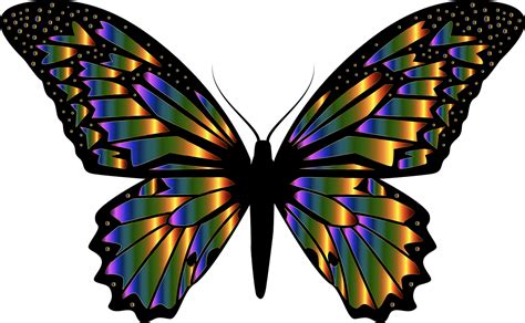 Schmetterling Bunter Kostenlose Vektorgrafik Auf Pixabay