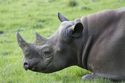 Herbivores are animals that only eat plants. Declining Population of Large Herbivores may turn the ...
