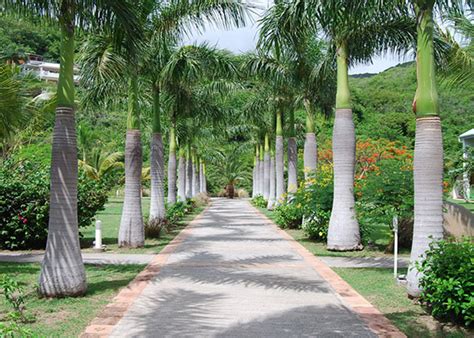 Royal Palm Trees For Sale North Fort Myers