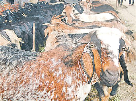 ‘prioritise Commercial Goat Farming
