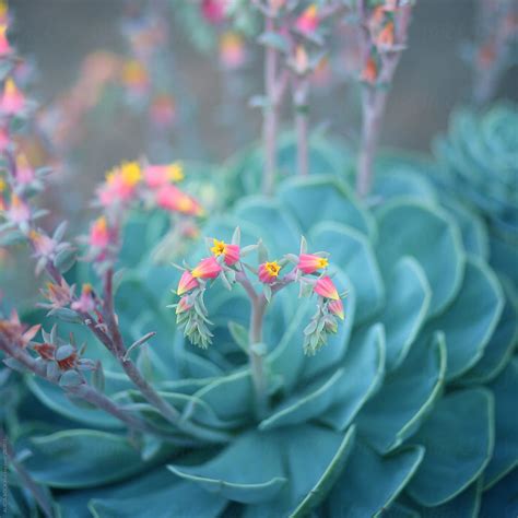Vibrant Flowering Succulent Plants By Stocksy Contributor Alicia