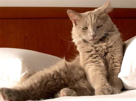 We did not find results for: Gambar Kucing Warna Orange - Koleksi Gambar HD