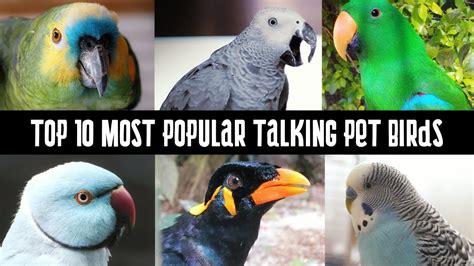 Top 10 Most Popular Talking Pet Birds Talking Parrots Youtube