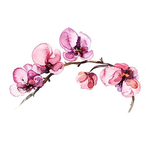 20 Beautiful Orchid Flower Drawing Ideas Beautiful Dawn Designs