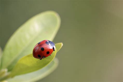 finding ladybugs in your house hereÍs how to get rid of them southern living