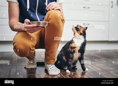 Domestic Life With Pet Man Holding Bowl With Feeding For His Hungry
