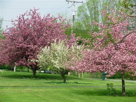 Spring Tree Care Tips For Portland Area Residents Urban Forest Pro