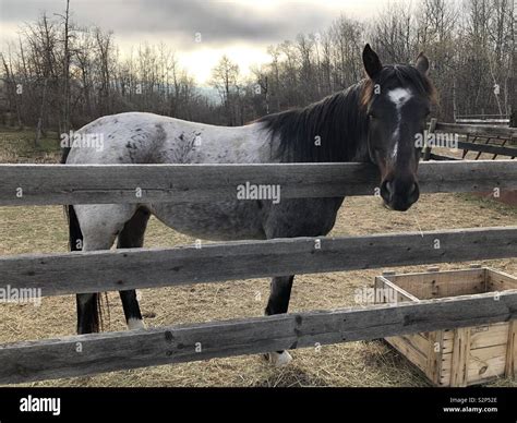 Grey Dappled Horse Stock Photo Alamy