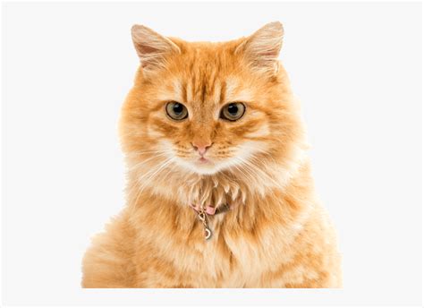 Ginger Manx Cat Long Haied Hd Png Download Transparent Png Image