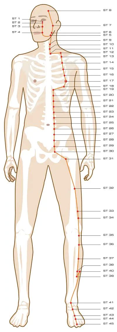 Stomach Meridian Acupuncture Points