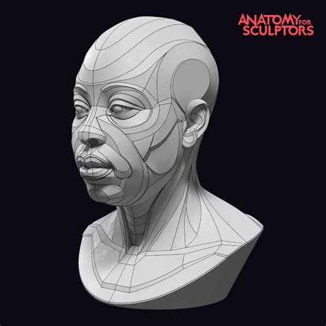 Artstation African Female Head And Neck Block Out Anatomy For
