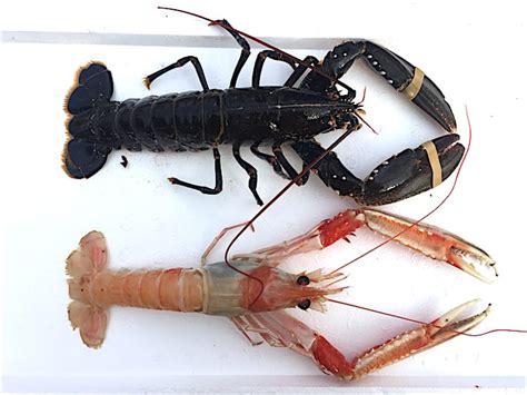 Lobstervspraws Eat More Fish Nationwide Delivery Irelands