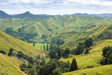 Typical Rural Landscape In New Zealand Stock Image Image Of Scenery