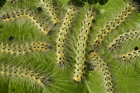 They live in the root level of your lawn and munch up the grass leaves. Can Fall Webworms Hurt My Trees? | Tree Services & Tree ...