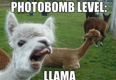 21 Funny Llama Memes If You Don T Need No Drama