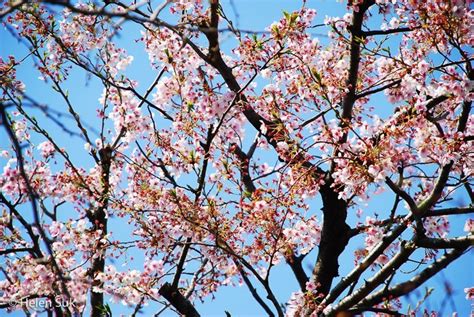 April 17, 2020 3:26 pm updated: The Meaning of Cherry Blossoms in Japan: Life, Death and ...