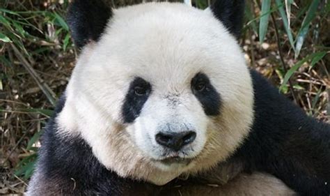 Saving The Pandas Is Worth Every Cent Asian Scientist