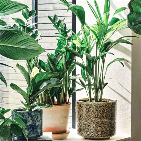11 Pet Friendly House Plants Keep Cats And Dogs Safe With Non Toxic