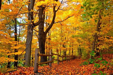 Обои для телефона природа лес парк деревья листья красочные дорога