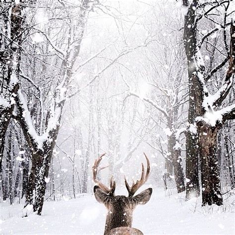 Deck Your Halls Into A Winter Wonderland Winter Magic