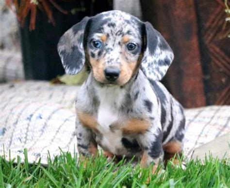 Adopt local miniature dachshund puppies near you. Miniature Dachshund Puppies For Sale | Puppy Adoption ...
