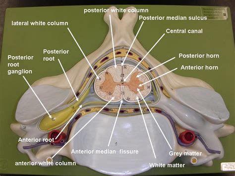 Spinal Cord Cross Section Nerves