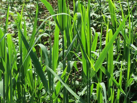 Common Reed Phragmites An Age Old Sweet Treat Eat The Planet