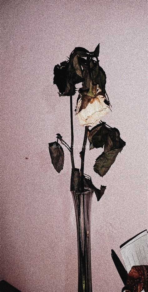 Gambar Bunga Mawar Yang Layu Bungainfos