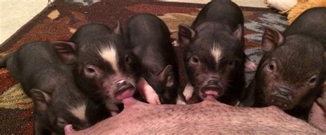 Weaning Your Mini Pig American Mini Pig Association