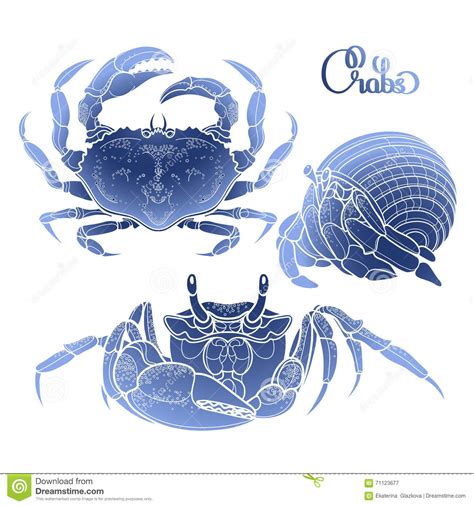 Graphic Vector Crab Collection Stock Vector Illustration Of Fresh