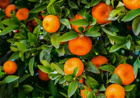 How To Grow Mandarin Tangerine Harvest To Table