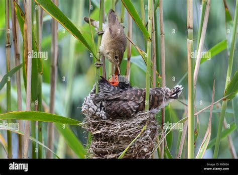 Eurasian Cuckoo Cuculus Canorus Fledgling In The Nest Of A Reed