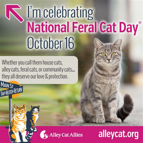 Happy National Feral Cat Day Alley Cat Allies