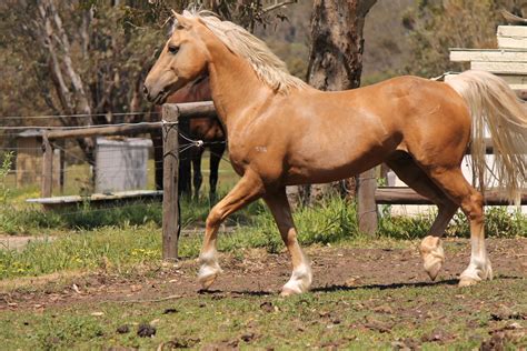 Hackney Horse Welsh Pony Work With Animals Arabian Horse Palomino