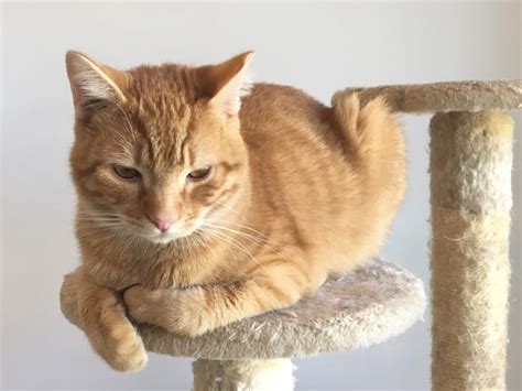 Discover a vibrant city teeming with arts, nightlife and attitude. Salt Lake City Cat Cafe