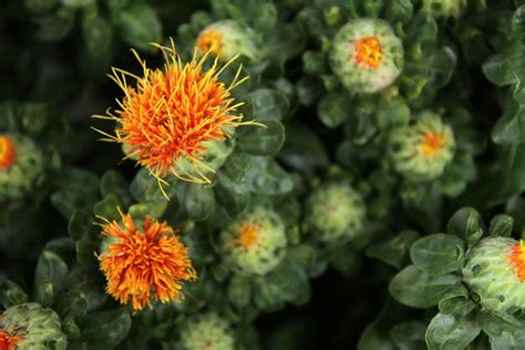 Safflower Grow It For Bright Orange Fresh Or Dried Flowers