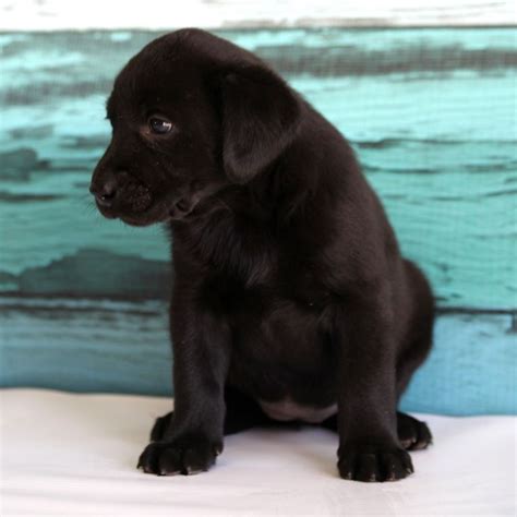 Labradors rank top in the list of akc recognized breeds for quite a long period of time. Labrador Retriever Puppies For Sale | Charlotte, NC #320520