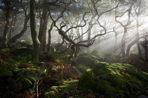 Dark Forest Light Ancient Woodland Peak District Uk Solace In