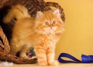 Are you a loyal dog lover looking for another furry companion without the hassle? Persian Cat Care For Long And Healthy Life! - The Pets Central