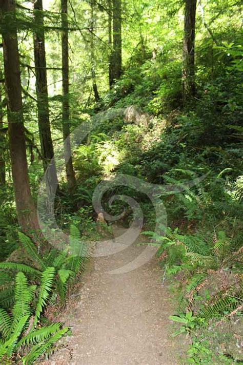 Forest Trail 8855 Digital Download Photography Instant Etsy New Zealand