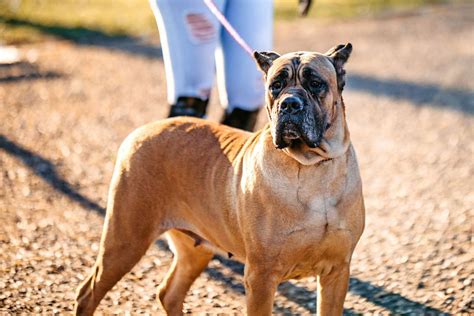 Cane Corso Dog Breed Information And Characteristics Daily Paws