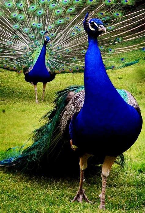 17 Best Images About Proud As A Peacock On Pinterest Peacocks