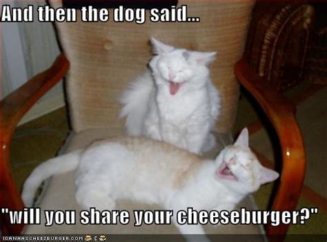 Funny Cat Pictures Captions My Ping World