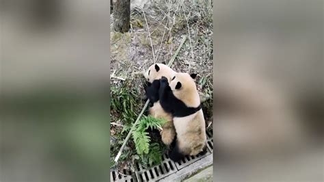 Pandas Get In Vicious Fight That Has To Be Broken Up By Keeper With
