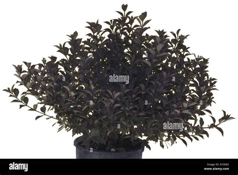 Wax Leaf Ligustrum Shrub Stock Photo Alamy