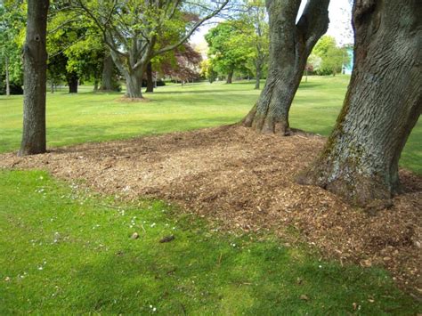 Grass For Shade Growing A Good Lawn In Shady Areas Lawns For You