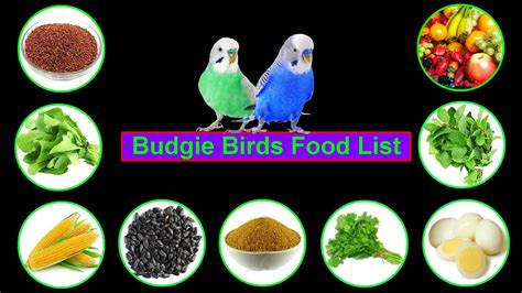 Baby Budgie Food List Ideakithotline